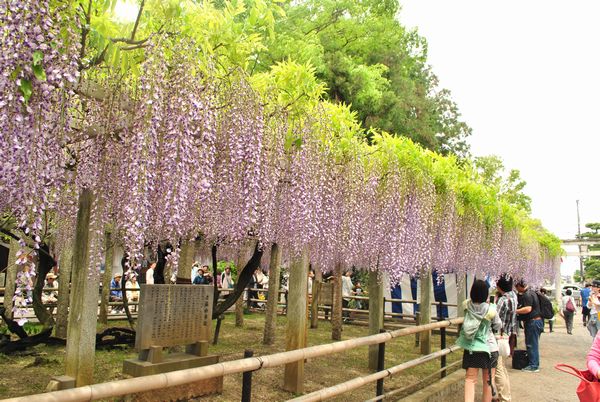 三大神社　藤