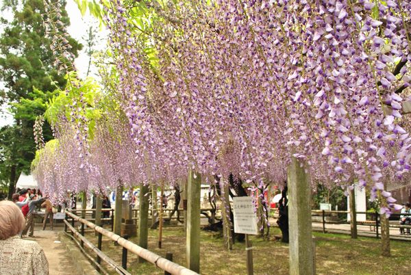 三大神社　藤