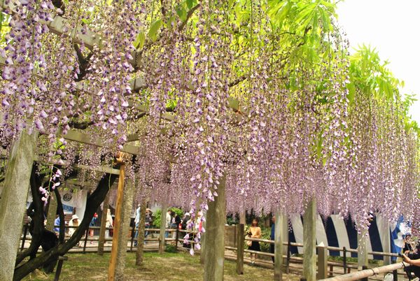 三大神社　藤