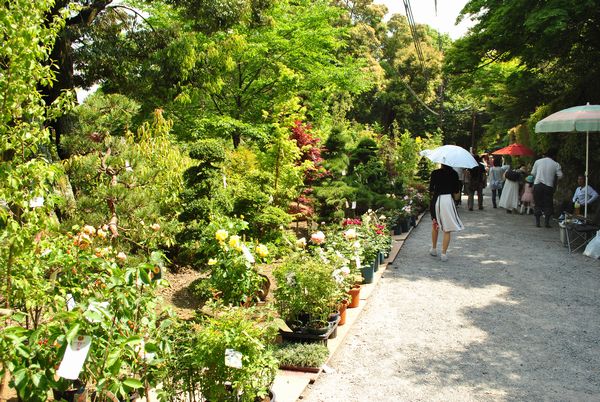 三井寺　千団子祭　植木市