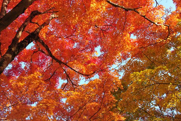 長寿寺　紅葉