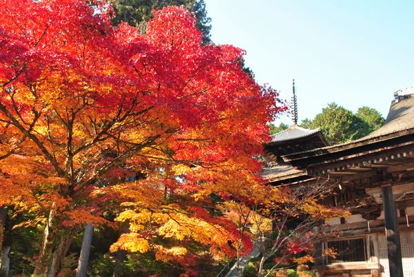 常楽寺　紅葉