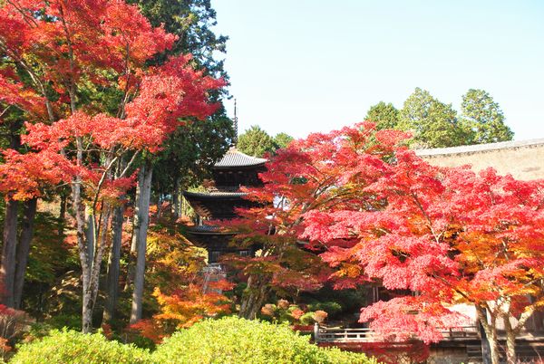 常楽寺　三重塔