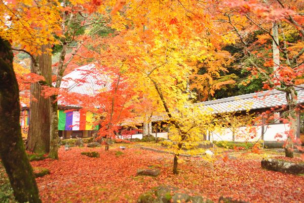 永源寺　紅葉