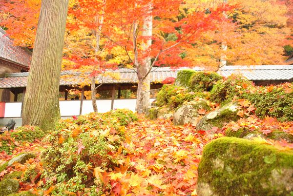 永源寺　紅葉