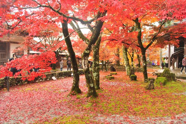 永源寺　開山御手植え