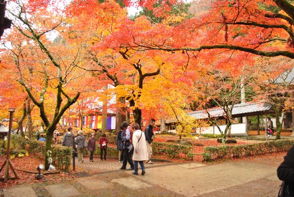 永源寺　紅葉