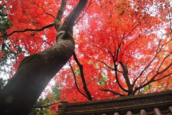 永源寺　総門の紅葉