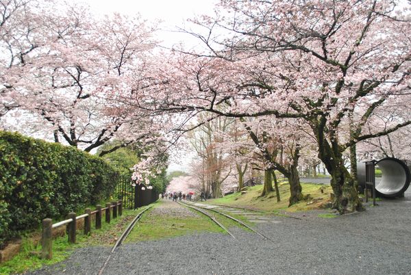 インクライン　桜