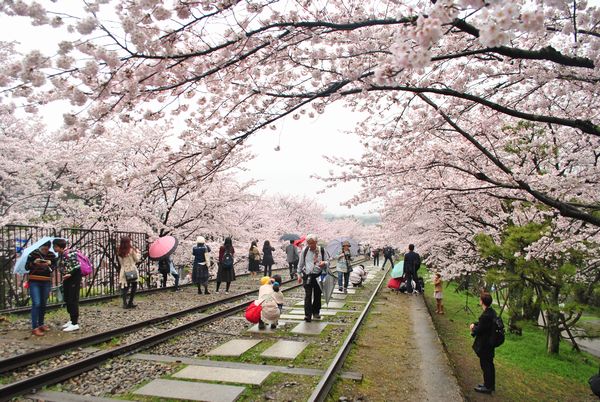 インクライン　桜