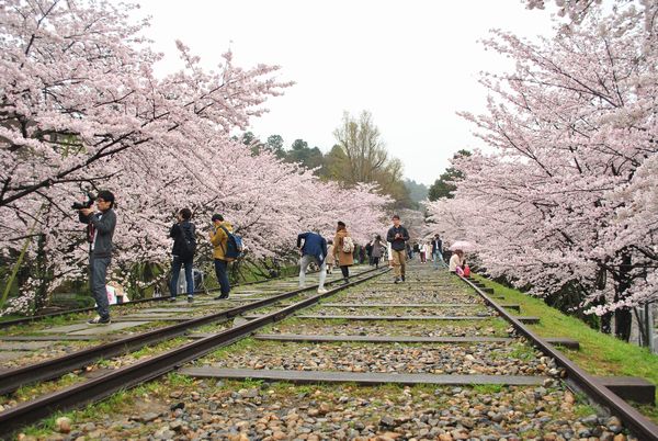 インクライン　桜