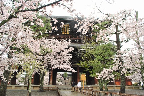 くろ谷　金戒光明寺　桜