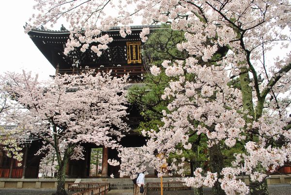 金戒光明寺　山門　桜