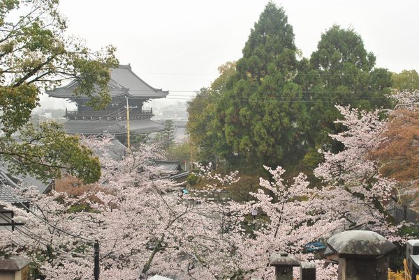 金戒光明寺　桜