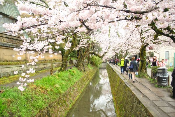 哲学の道　桜