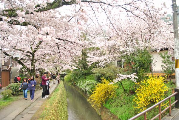 哲学の道　桜