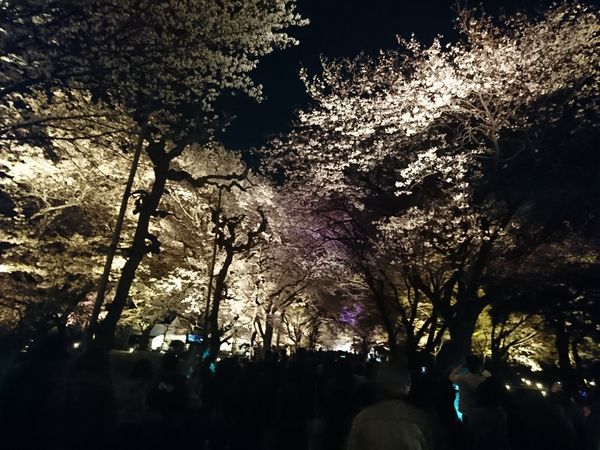 二条城　清流園　ライトアップ