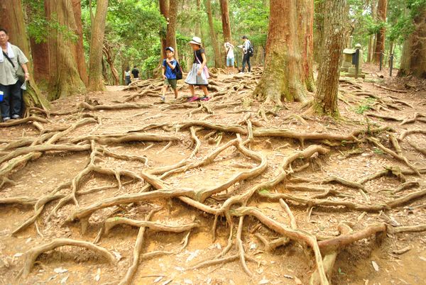 鞍馬　木の根道