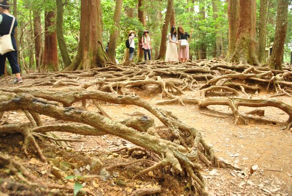 鞍馬　木の根道