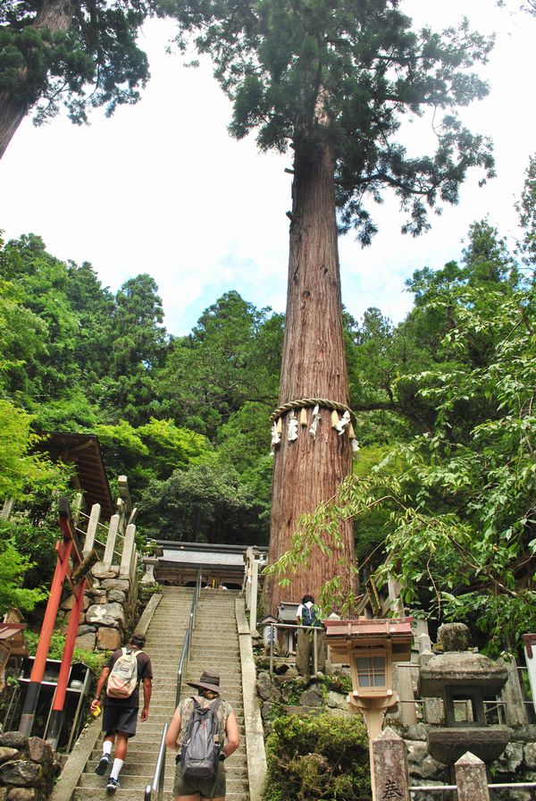 由岐神社　大杉権現