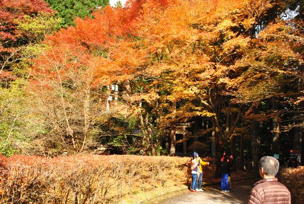 箕淵弁財天　紅葉