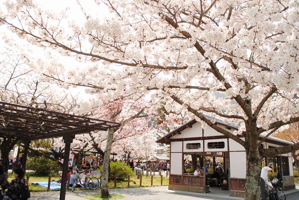 嵐山公園　桜