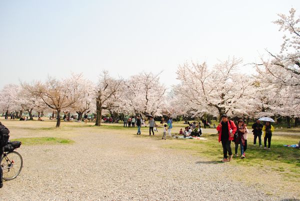 嵐山公園　桜