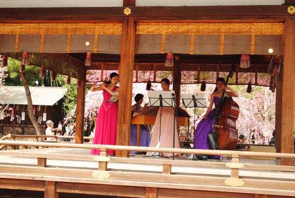 平野神社　桜コンサート