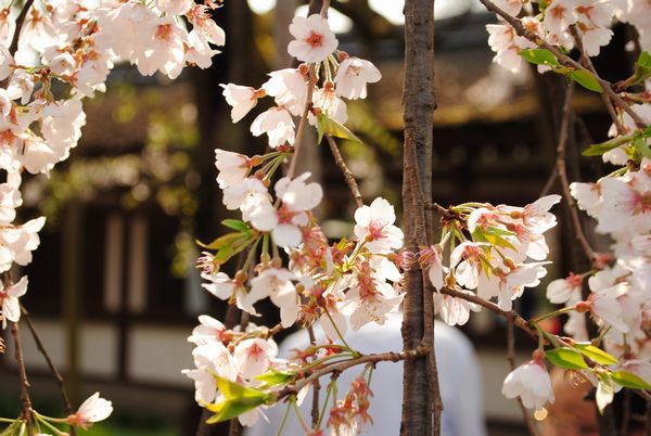 平野神社　魁桜