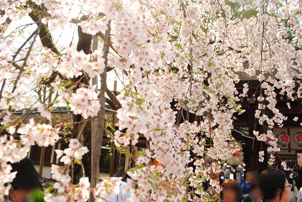 平野神社　魁桜