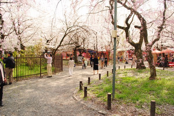 平野神社　桜苑