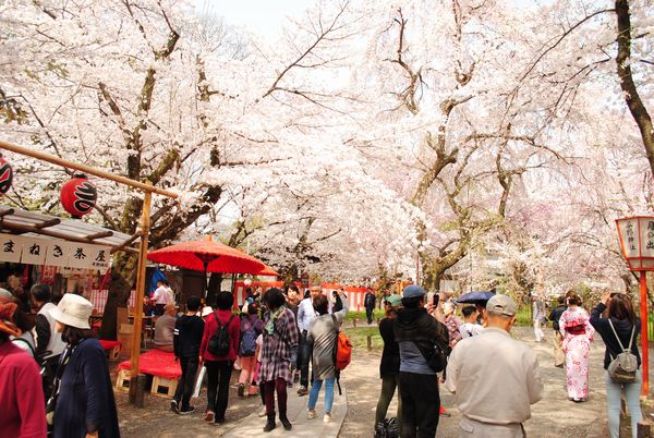 平野神社　桜苑