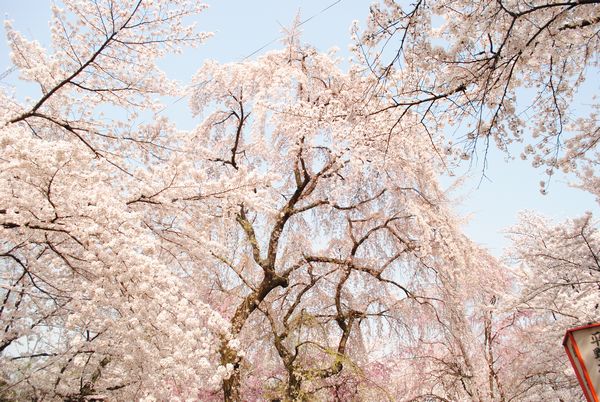 平野神社　桜苑