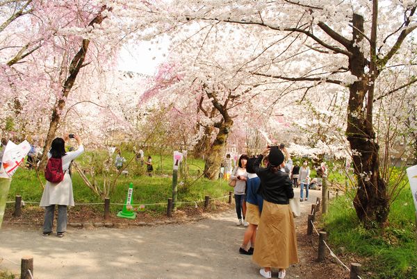 平野神社　桜苑