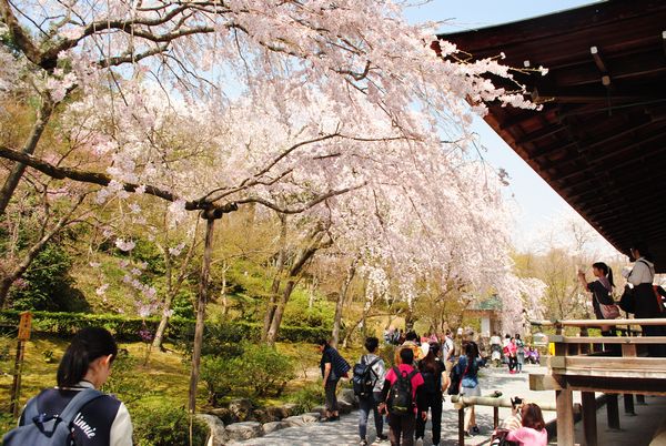 天龍寺　多宝殿　桜