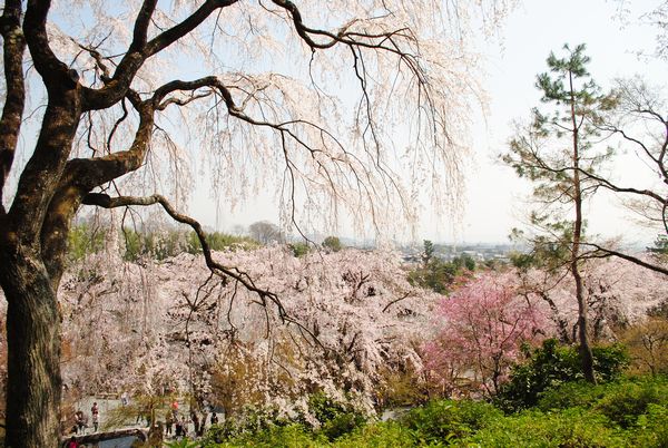 天龍寺　望京の丘