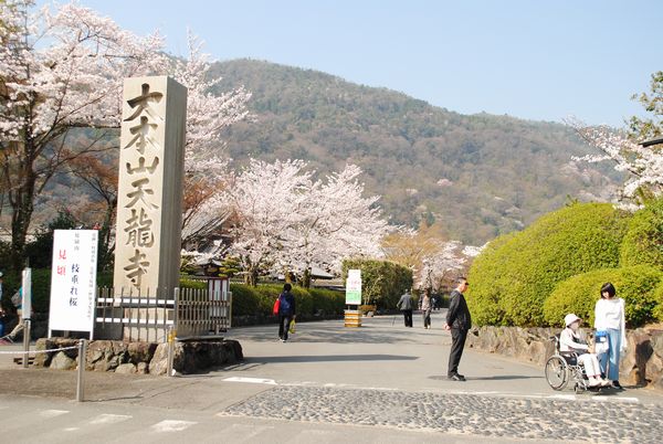 天龍寺　桜