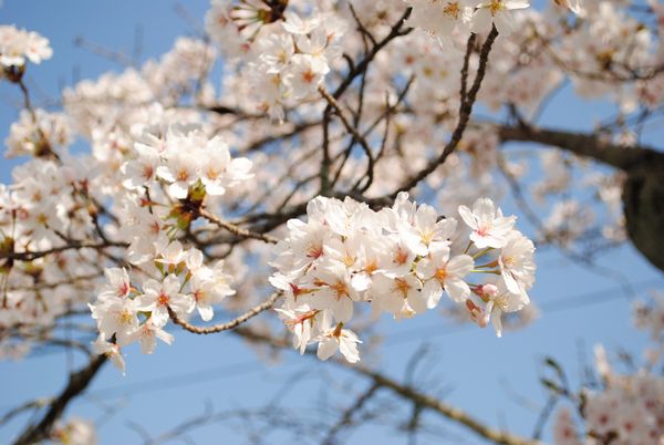 天龍寺　桜