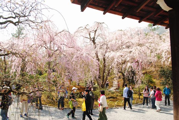 天龍寺　多宝殿　桜