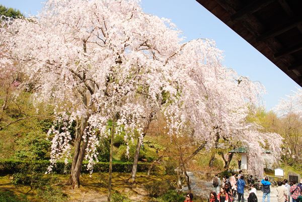 天龍寺　多宝殿　桜