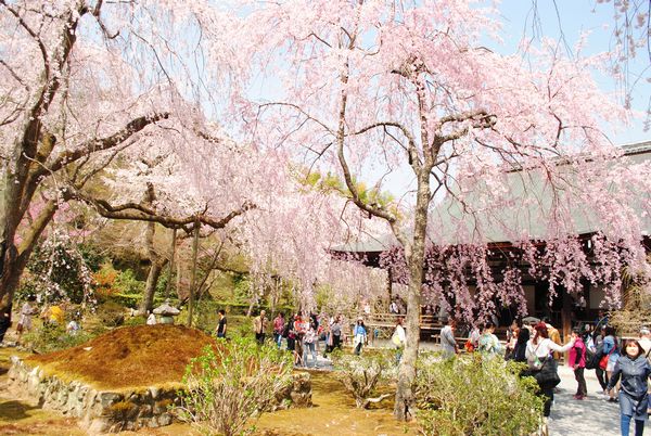 天龍寺　多宝殿　しだれ桜