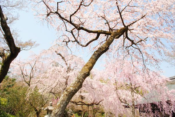 天龍寺　多宝殿　枝垂桜