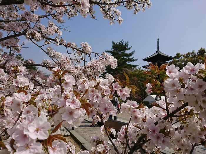 五重塔　御室桜