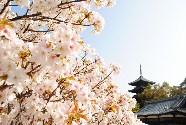 仁和寺　御室桜