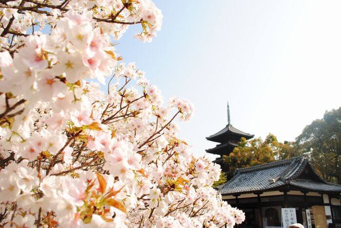 仁和寺　御室桜　五重塔