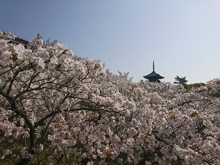 仁和寺　御室桜　五重塔