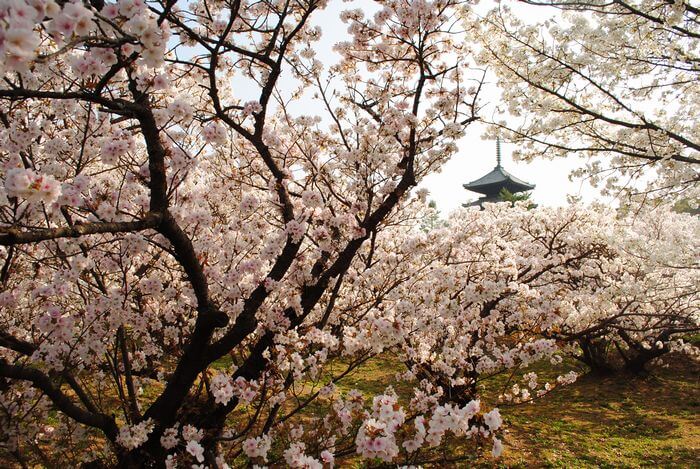 仁和寺　御室桜　五重塔