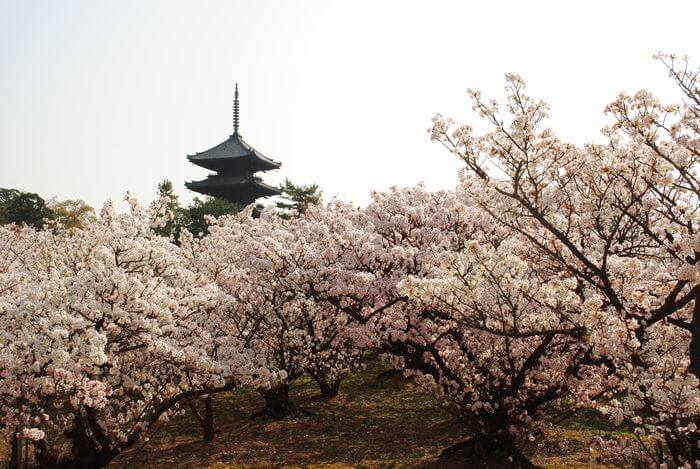 仁和寺　御室桜　五重塔