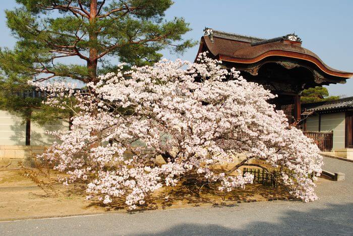 御室桜　有明