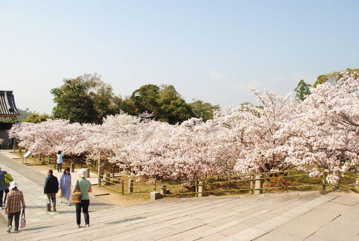 仁和寺　御室桜